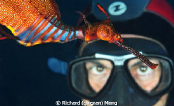 Eye to Eye with Dragon / A diver was astonished by the co... by Richard (qingran) Meng 
